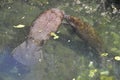 Manatee Mother Swimming with Calf