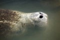 Manatee with nose just above the surface, Merritt Island, Florid Royalty Free Stock Photo