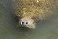 Manatee with nose just above the surface, Merritt Island, Florid Royalty Free Stock Photo