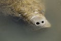Manatee with nose just above the surface, Merritt Island, Florid Royalty Free Stock Photo