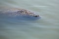 Manatee with nose just above the surface, Merritt Island, Florid