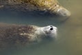 Manatee with nose just above the surface, Merritt Island, Florid Royalty Free Stock Photo