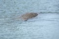 Manatee with nose just above the surface, Merritt Island, Florid Royalty Free Stock Photo