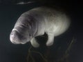 Manatee - Out Of The Dark Royalty Free Stock Photo
