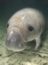 Manatee Portrait Above Royalty Free Stock Photo