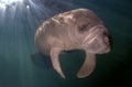 Manatee Portrait in Fresh Water Spring