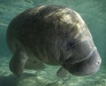 Manatee Profile Royalty Free Stock Photo