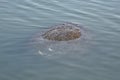 Manatee with propeller injuries on its back, Merritt Island, Flo Royalty Free Stock Photo