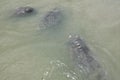 Manatee with propeller injury marking on back Royalty Free Stock Photo