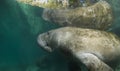 Manatee Reflection Left Side Royalty Free Stock Photo