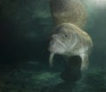 Manatee Reflection Portrait Royalty Free Stock Photo