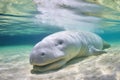 manatee resting on a sandy seabed