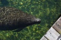 Manatee sea cow of Florida Royalty Free Stock Photo