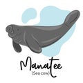 Manatee. Sea cow swimming underwater