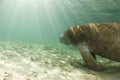 Manatee with Sunrays Royalty Free Stock Photo