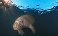 Manatee at surface just after dawn