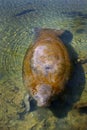 Manatee Surfacing - Homosassa Springs Royalty Free Stock Photo