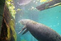 Manatee is swimming