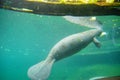 Manatee is swimming