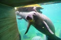 Manatee is eating lettuce