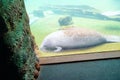 Manatee is resting Royalty Free Stock Photo