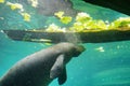 Manatee is eating lettuce