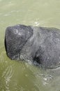 Manatee head closeup at dock Royalty Free Stock Photo