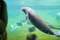 Manatee is swimming