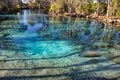 Manatee in Three Sisters Springs