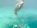 Manatee Trichechus manatus underwater Royalty Free Stock Photo