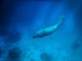 Manatee underwater in Caribbean Sea - Caye Caulker, Belize