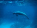 Manatee underwater in Caribbean Sea - Caye Caulker, Belize Royalty Free Stock Photo