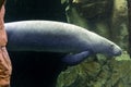 Manatee underwater close up