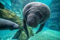 Manatee underwater close up portrait