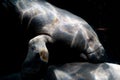 Manatee underwater isolated on black