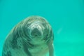 Manatee underwater looking at camera