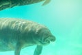 Manatee underwater with smiling face.