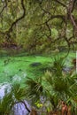 Manatee in Warm Water Springs Royalty Free Stock Photo
