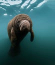 Resting Manatee Portrait