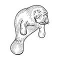 Manatee animal sketch engraving vector