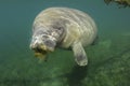 Manatee (Sirenia) Royalty Free Stock Photo