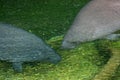 Manatees