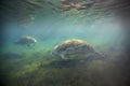 Manatees Foraging - Fanning Springs Royalty Free Stock Photo