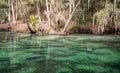 Manatees gather at Blue Springs State Park