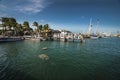 Manatees in ocean key west