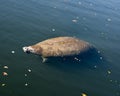 Manatees Stock Photos.   Manatees head close-up profile view.  Manatee enjoying the warm outflow of water from Florida river. Royalty Free Stock Photo