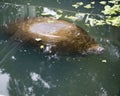 Manatees Stock Photos.   Manatees head close-up profile view.  Manatee enjoying the warm outflow of water from Florida river. Royalty Free Stock Photo