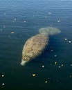 Manatees Stock Photos.   Manatees head close-up profile view.  Manatee enjoying the warm outflow of water from Florida river. Royalty Free Stock Photo
