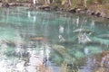 Manatees swimming through a channel from Three Sisters Spring, Florida