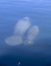 Manatees swimming in Florida Royalty Free Stock Photo